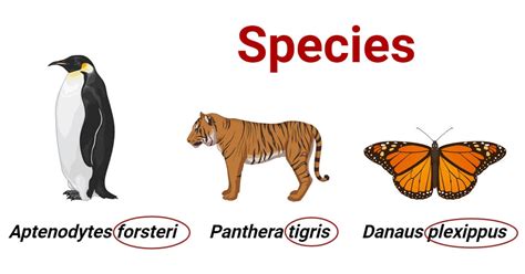 Find a Species .